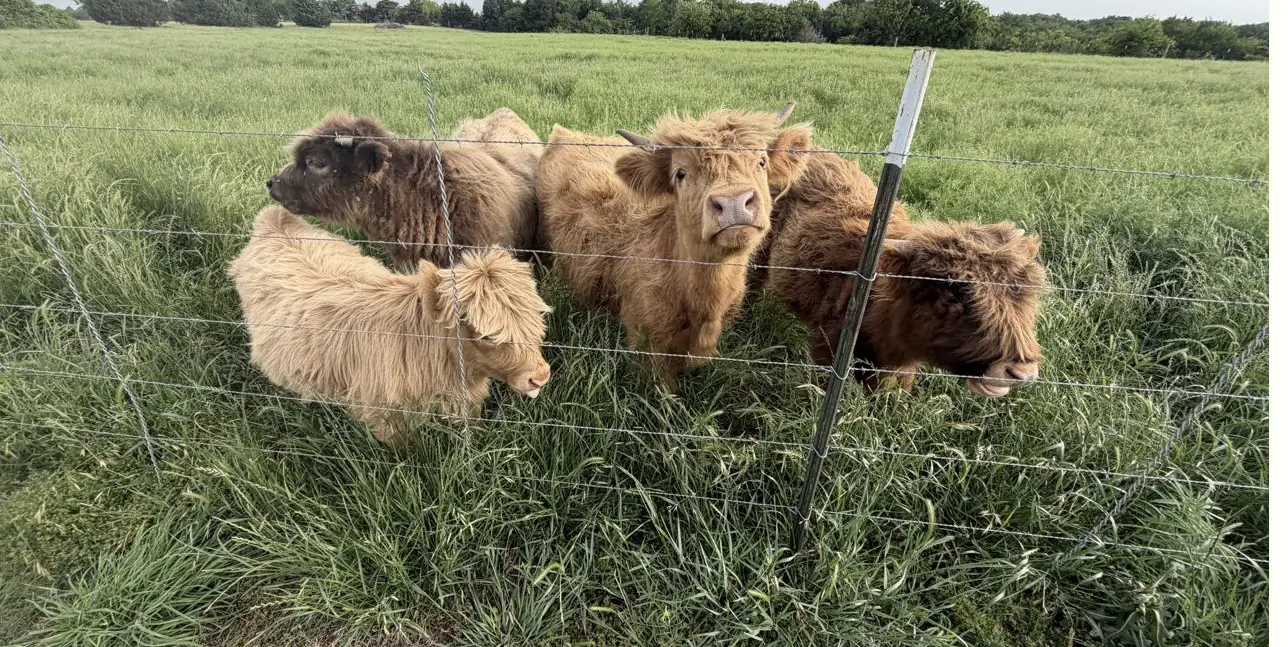 Highland cattle looking over the fence on the Countryview pasture